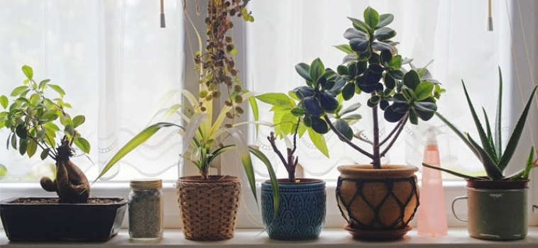 Eye-Catching Ways to Decorate with Plants