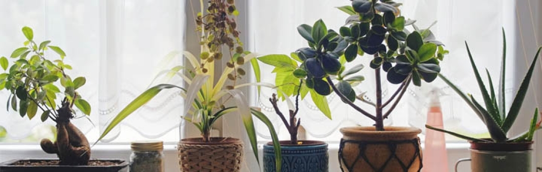 Eye-Catching Ways to Decorate with Plants